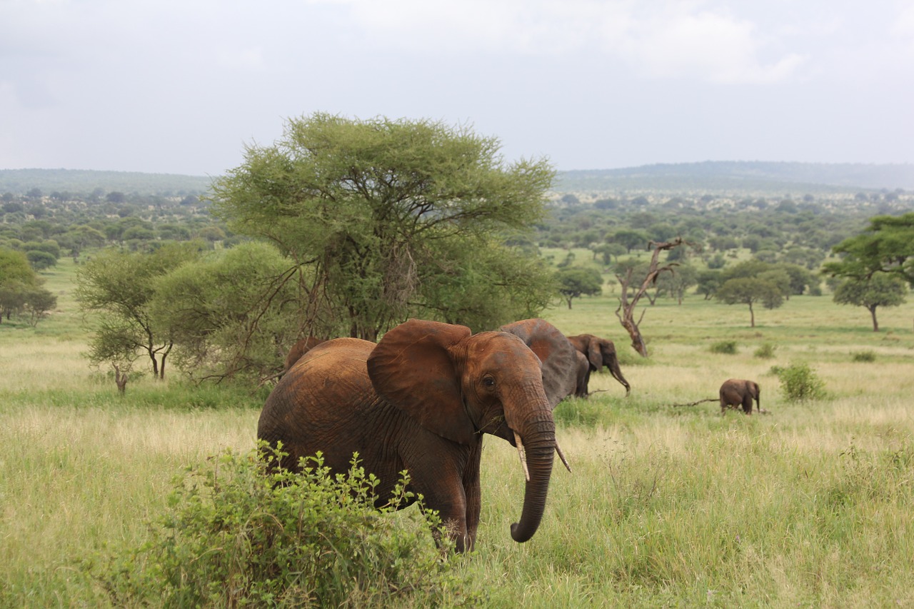 3 days Tanzania safari
